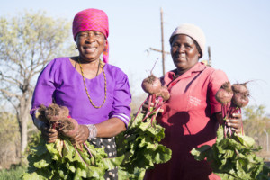 A different SANBI project in Mopani in another area of South Africa to provide small grants to empower rural farmers to adapt to climate change. Photo: SANBI