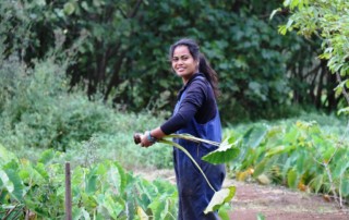 Rourumaro Papatua in her taro patch. Photo: Melina Tuiravakai, Climate Change Cook Islands