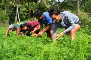 Young Farmers of Mangaia are harvesting their organically grown carrots for the local market, from farm to table. Photo: Melina Tuiravakai, Climate Change Cook Islands