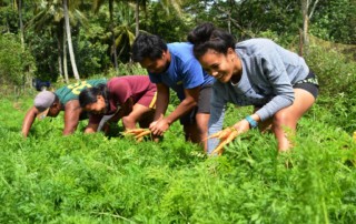 Young Farmers of Mangaia are harvesting their organically grown carrots for the local market, from farm to table. Photo: Melina Tuiravakai, Climate Change Cook Islands