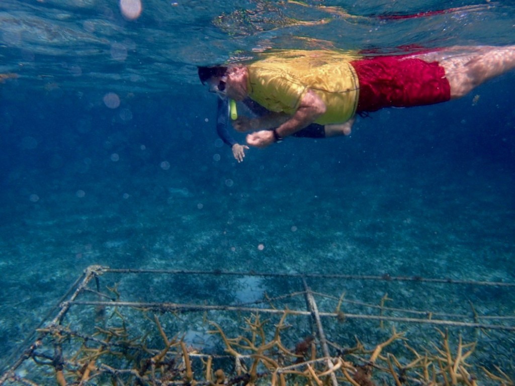 Coral nursery table at Calabash Caye, Turneffe Atoll. Photo: Lisa Carne