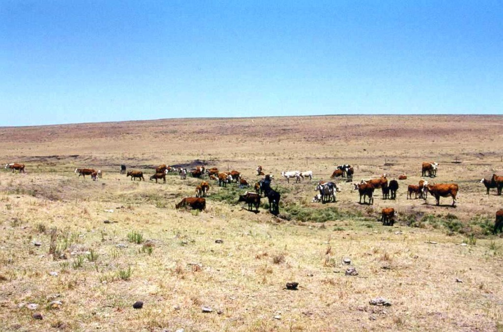 ANII: Making Measurable Impacts in Adaptation Through Smallholder Cattle Ranchers