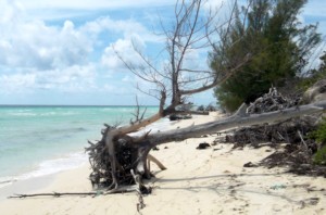 Hurricane and storm damage is evident in the coastal zone, Bahamas. Photo by Angela Churie Kallhauge.