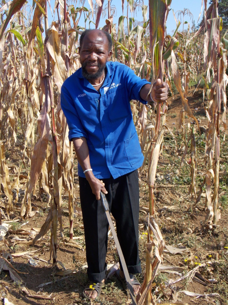 5.With changing rainfall patterns in Swayimane, Mr Joseph Ncube has learnt of the opportunities provided in night mist to help grow his crops. Through interacting closely with the uMngeni Resilience Project team, his maize and vegetable garden has helped him increase in both maize and beans production. The project has also helped him save money from buying seeds for his vegetable garden.