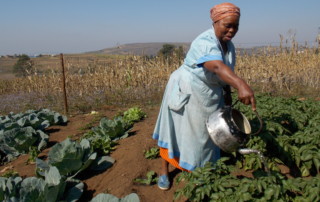 Mrs Lungeleni Sibiya is a small scale farmer from Swayimani. Photo: Mrs Christine Cuenod (UKZN Friends of Agriculture)