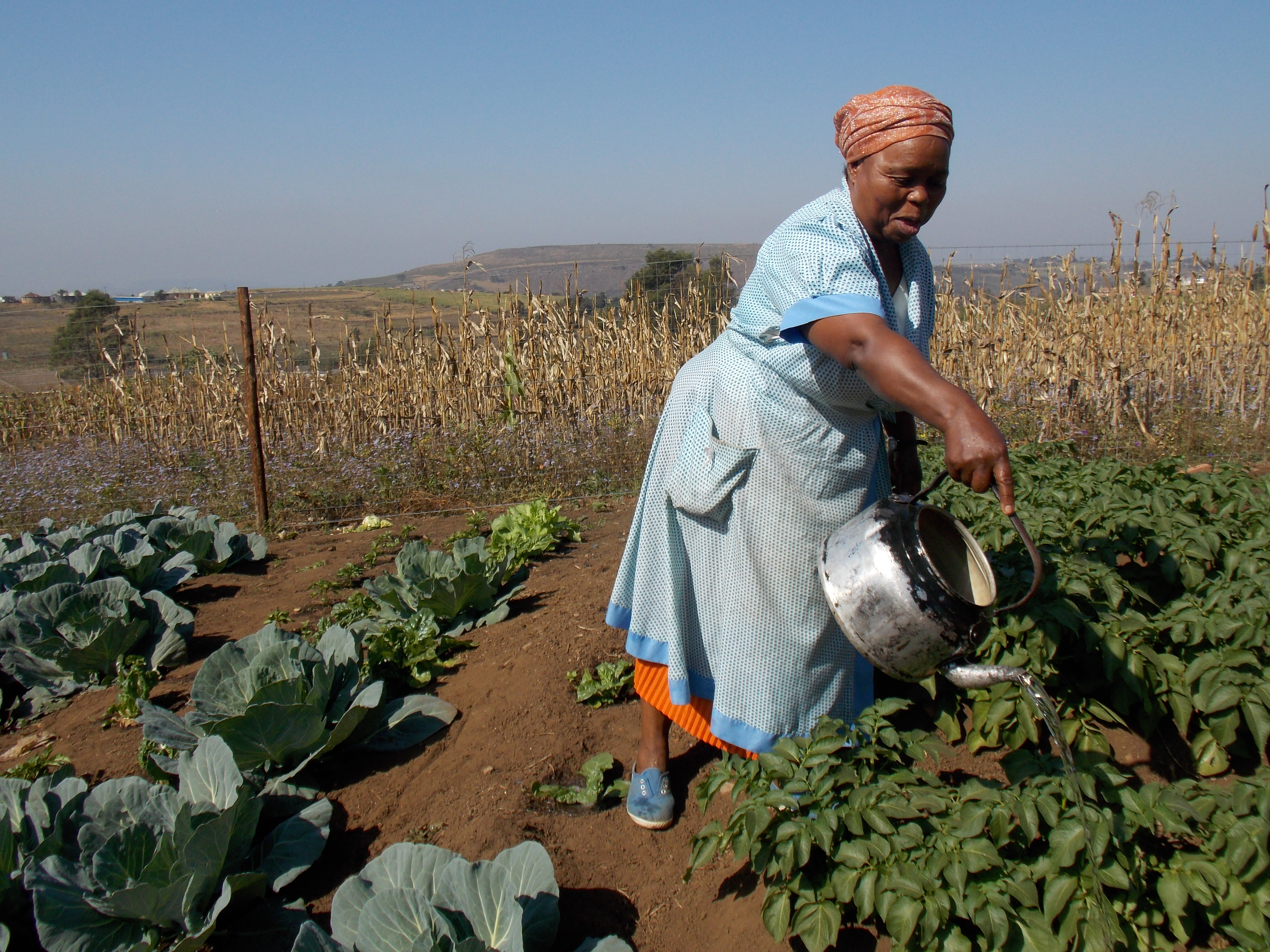 Mrs Lungeleni Sibiya is a small scale farmer from Swayimani. Photo: Mrs Christine Cuenod (UKZN Friends of Agriculture)
