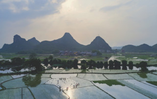 Farming and transplanting in fields, Shutterstock / Michel Xu