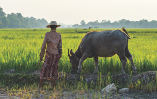 Rice field in Siem Reap, Cambodia, Shutterstock / MinghaiYang