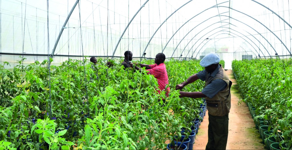 Adaptation Fund Board Accredits New Direct Access Entity FIRCA in Côte d’Ivoire, Enhancing Access to Climate Finance