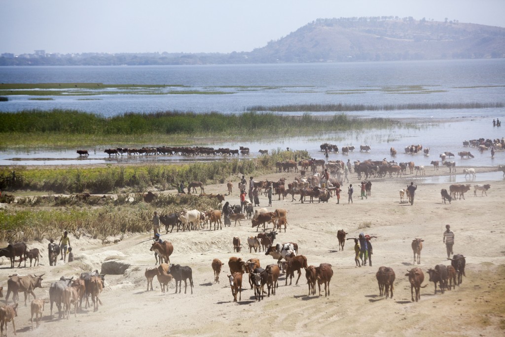 Adaptation Fund Board Accredits United Nations Food and Agriculture Organization as Fund’s 51st Implementing Entity