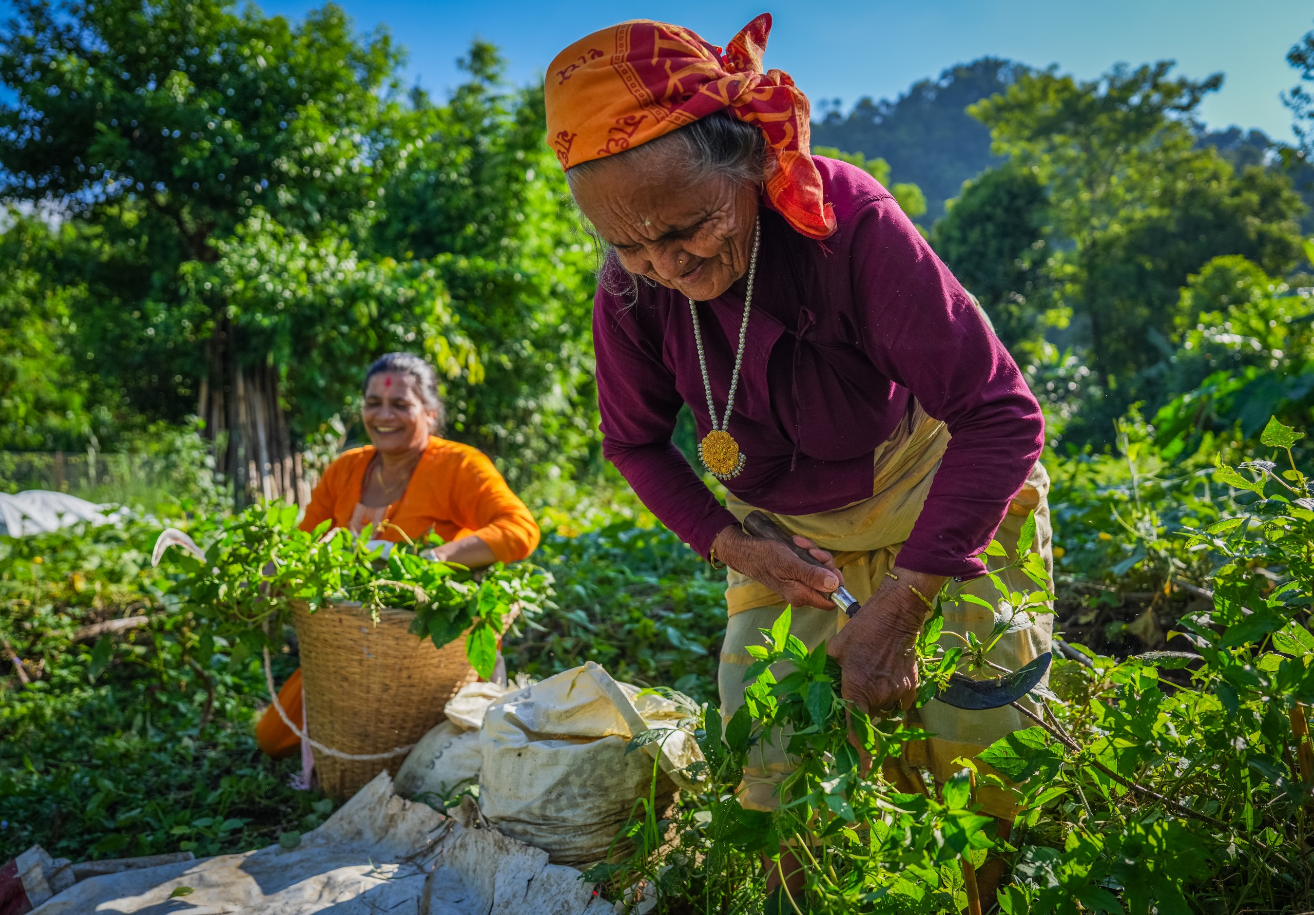 Two people harvest leafy plants in a green field, one cutting stems while the other collects greens in a woven basket, with trees and hills in the background.