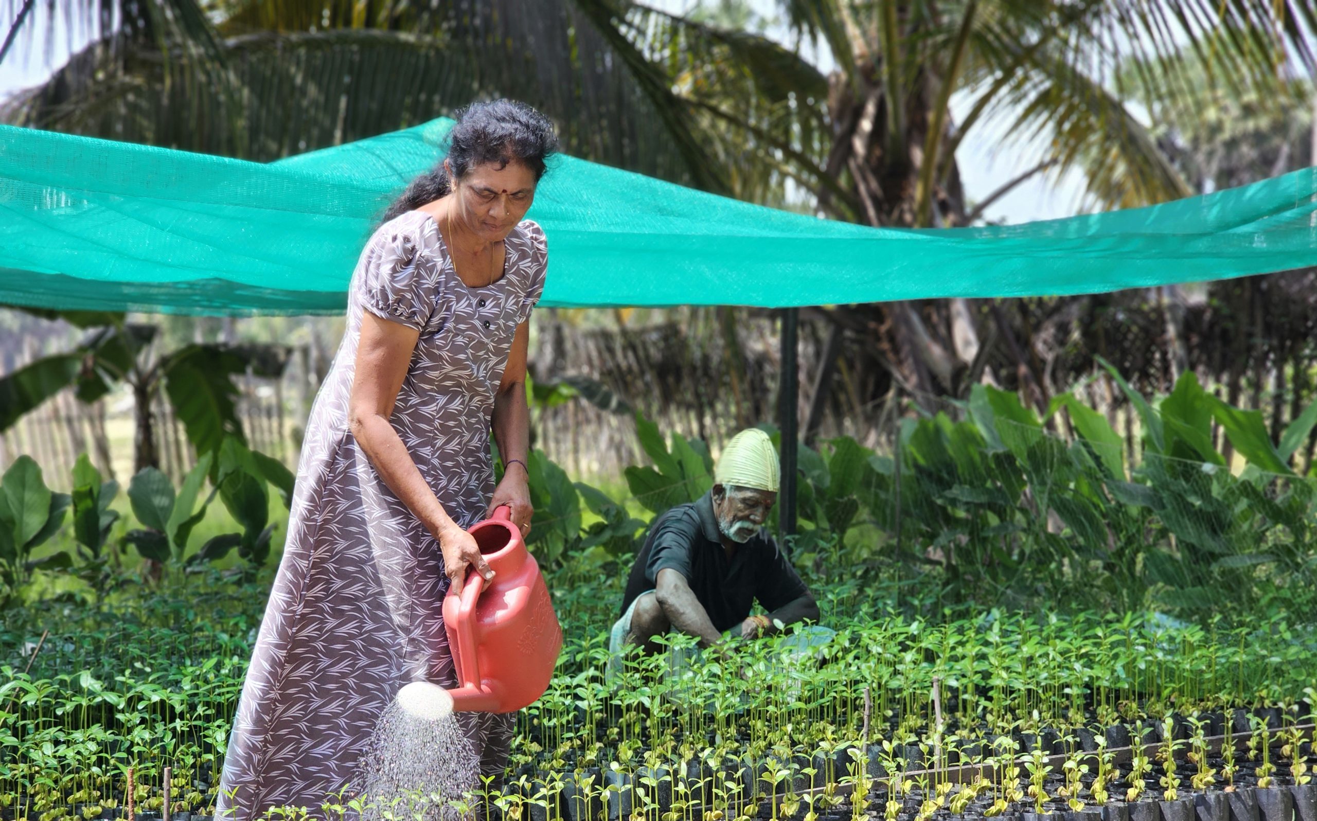 [UN-Habitat Sri Lanka] Restoring green shields: Rehabilitating mangrove cover in Mullaitivu District through community participation