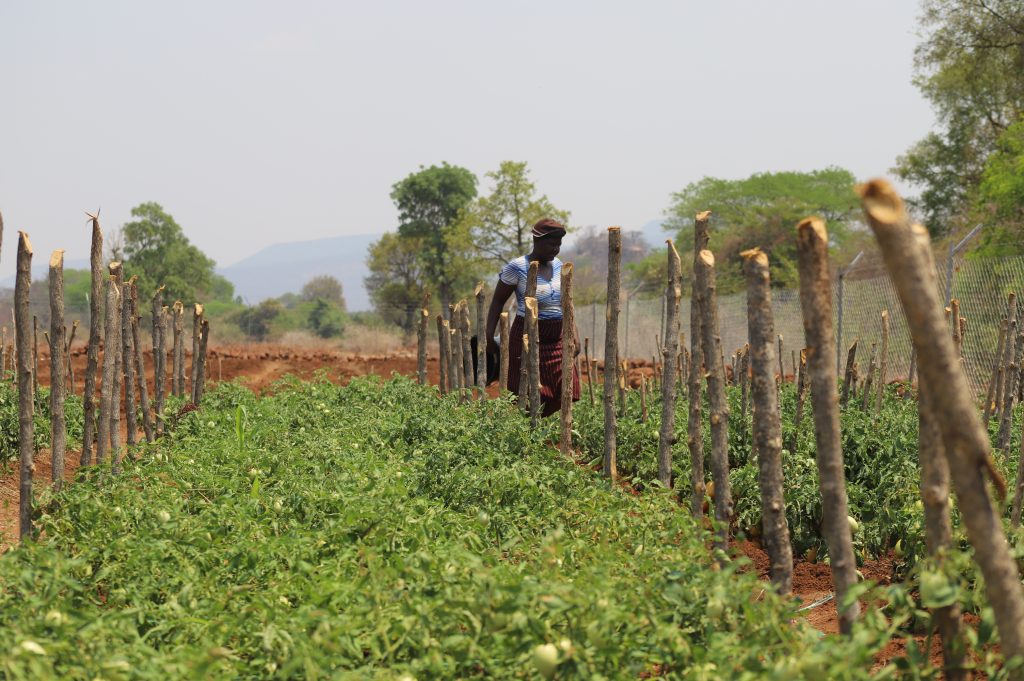 Adaptation Fund Strengthens Country Ownership with New National Entities in Mexico and Nepal, Re-Accredits UNESCO